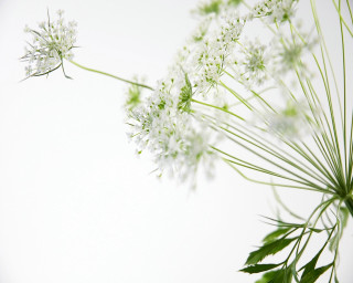 Close up flower white background 3 - a white background behind free wallpaper