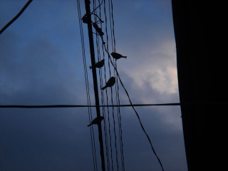 Birds sitting wire sky dusk 2 - the sun behind them free wallpaper