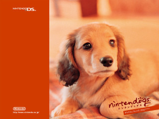 Dog bed nintendo wii controller - its mouth free wallpaper