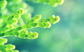 Green plant leaves macro nature 3 - a green plant free wallpaper