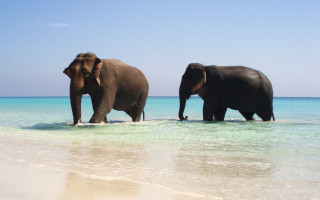 Elephants walking water beach ocean - clear free wallpaper