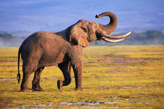 Elephant large tusks walking field - an elephant free wallpaper