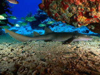 Blacktiped shark coral reef fish - constant permeke free wallpaper