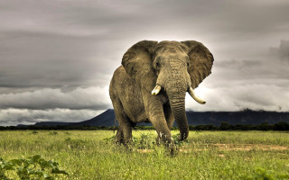 Elephant field cloudy sky mountain 3 - an elephant free wallpaper