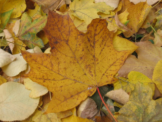 Yellow leaf fall ground surrounded - ecological art free wallpaper