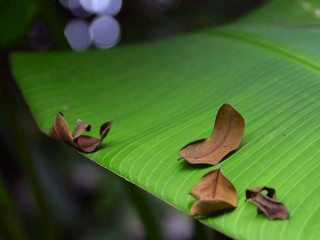 Green leaf brown leaves blurry - a blurry background of leaves free wallpaper