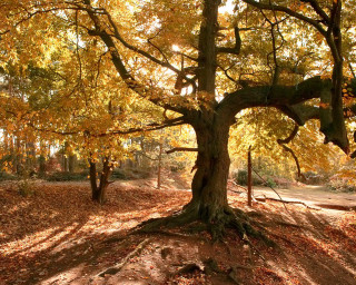 Autumn leaves bench dirt path - a bench in the foreground free wallpaper