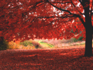 Tree red leaves park bench 9 - a green field free wallpaper