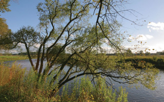 River trees grassy clouds ecological - a grassy area in the background free wallpaper