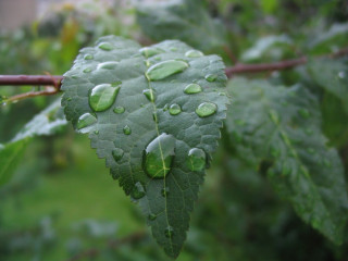 Leaf water drops branch rain - outside free wallpaper