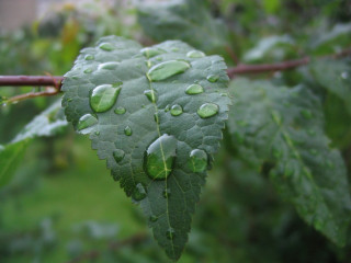 Leaf water drops branch rain 3 - outside free wallpaper