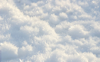 Bird flying snowy field trees - cloud and snow free wallpaper