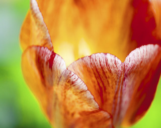 Flower bud macro impressionism blurry - a blurry background of grass and trees free wallpaper