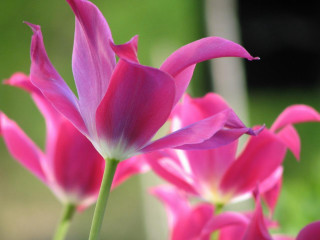 Pink flower closeup blurry background 7 - naturalism free wallpaper