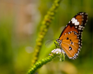 Butterfly flower field grass blurry 2 - dionisiu free wallpaper