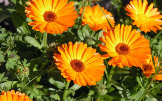 Orange flowers grass together bunch - a yellow center free wallpaper