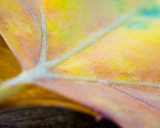 Yellow green leaf closeup blurry - arthur quartley free wallpaper