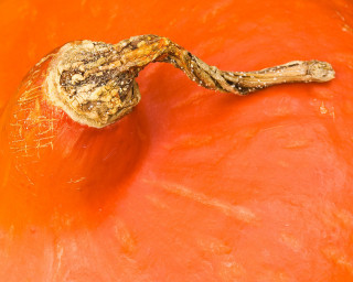 Close up food orange background 3 - postimpressionism free wallpaper