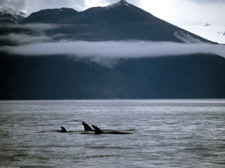Orca whales ocean mountain clouds - low free wallpaper