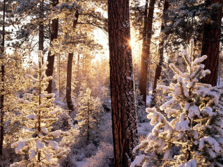 Snowy forest path sunlight trees 3 - the sun free wallpaper