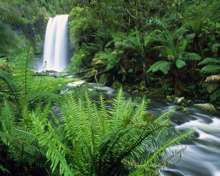 Waterfall lush green jungle tropical - the jungle free wallpaper