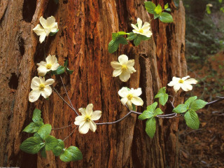 Flowers tree trunk woods forest - andy goldsworthy free wallpaper