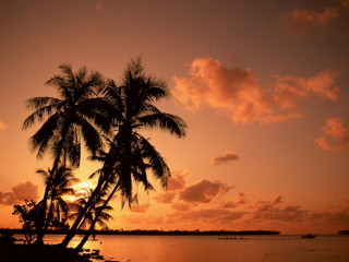 Palm tree sunset water boats 3 - the water free wallpaper