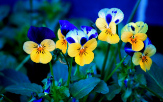 Potted flowers table blue background - vivid free wallpaper