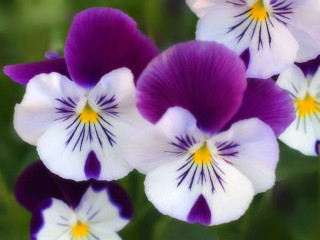Purple white flowers yellow centers - a garden free wallpaper