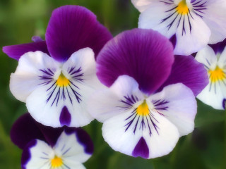 Purple white flowers yellow centers 4 - a garden free wallpaper