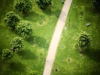Dirt road grassy field trees 4 - a dirt road free wallpaper