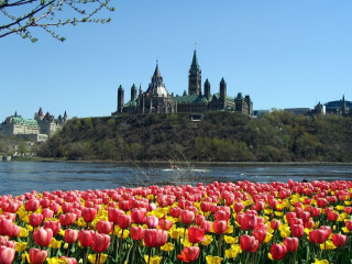 Field flowers castle background distance - a castle in the background free wallpaper