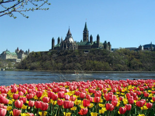 Flower field castle water bridge 3 - a castle in the background free wallpaper