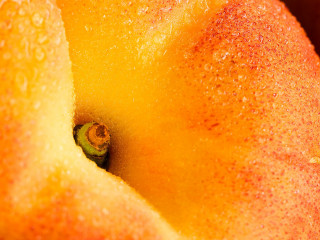 Yellow apple water droplets green 6 - a green leaf free wallpaper