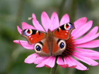 Butterfly pink flower blurry background 4 - green leaf and grass free wallpaper