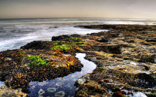 Rocky beach water plants growing - green plant free wallpaper