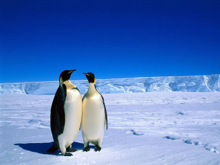Penguins snow blue sky mountains - a few snow covered mountains free wallpaper
