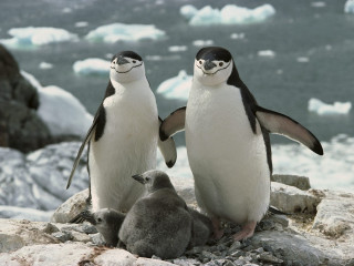 Penguins rocks snowy outdoor ecological - the rock free wallpaper