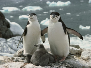 Penguins rocks snowy winter outdoors - the rock free wallpaper
