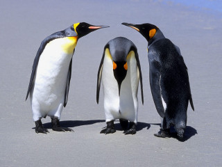 Three penguins beach heads turned - three penguin free wallpaper