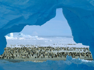 Penguins snow icebergs group foreground 3 - ecological art free wallpaper