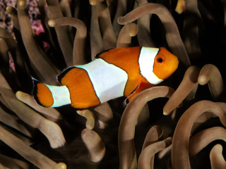 Clown fish swimming coral anemone - a clown fish free wallpaper