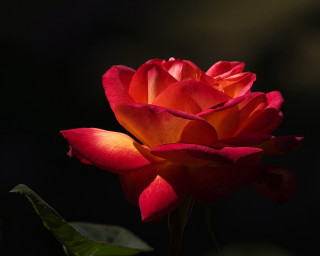 Red rose green stem dark - a green stem in the foreground free wallpaper