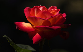 Red rose green stem dark 6 - a green stem in the foreground free wallpaper