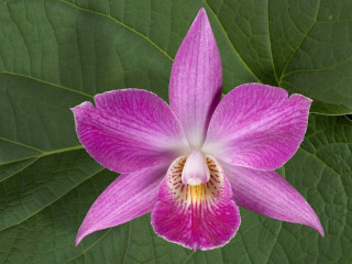 Purple flower yellow center green 11 - a green leafy background free wallpaper