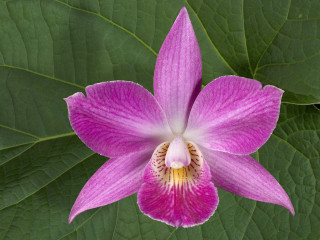 Purple flower yellow center green 13 - a green leafy background free wallpaper