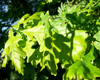 Leafy tree closeup leaves branches - andy goldsworthy free wallpaper
