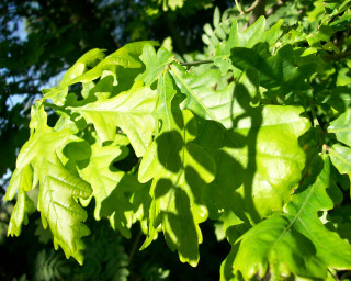 Leafy tree closeup leaves branches 2 - andy goldsworthy free wallpaper