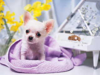 Small white dog purple blanket - chang daichien free wallpaper