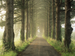 Dirt road tall trees grass 2 - a line of trees free wallpaper